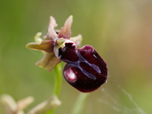 <h3>Ophrys&nbsp;sphegodes&nbsp;taurica / Early&nbsp;spider‑orchid / Spinnenorchis</h3>OM-1 Mark II met OLYMPUS M.150-400mm F4.5, 1/2000 sec  bij F4.5, ISO 640, afstand 1.58&nbsp;m